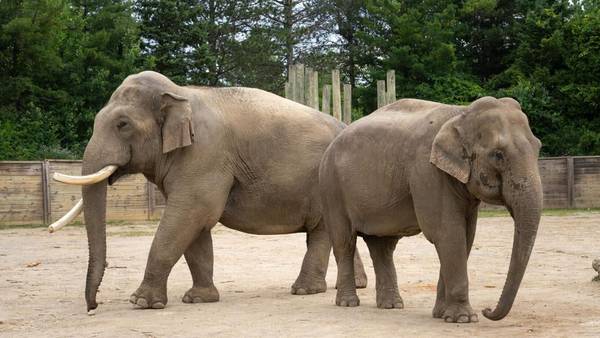 New Elephants Join Tulsa Zoo Family!