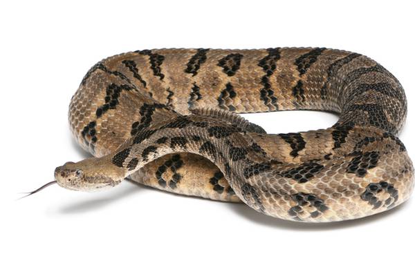 Snake researcher dies after being bitten by a rattlesnake he had on his property