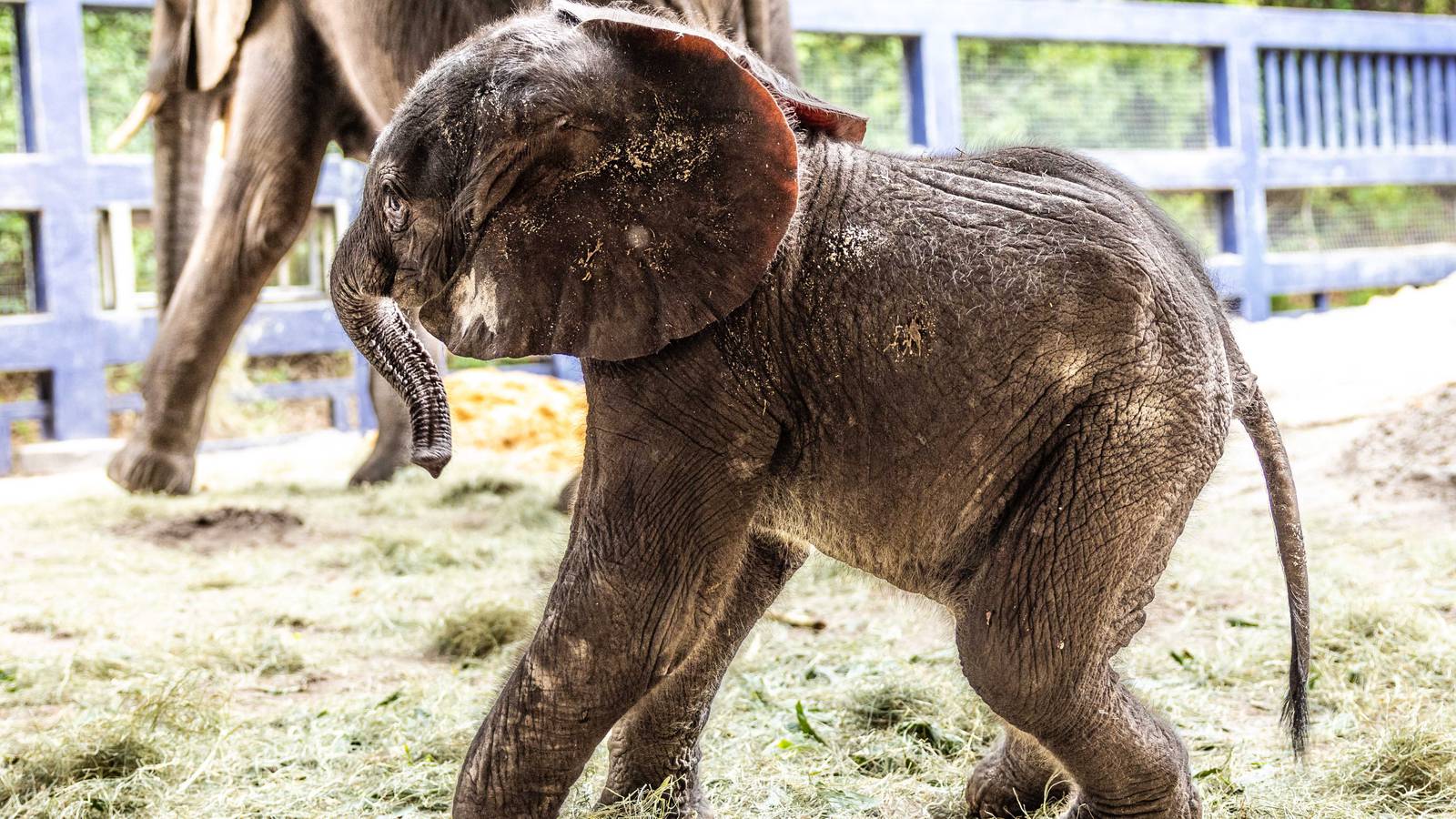 Disney’s Animal Kingdom welcomes new baby elephant, Corra – K95.5 Tulsa