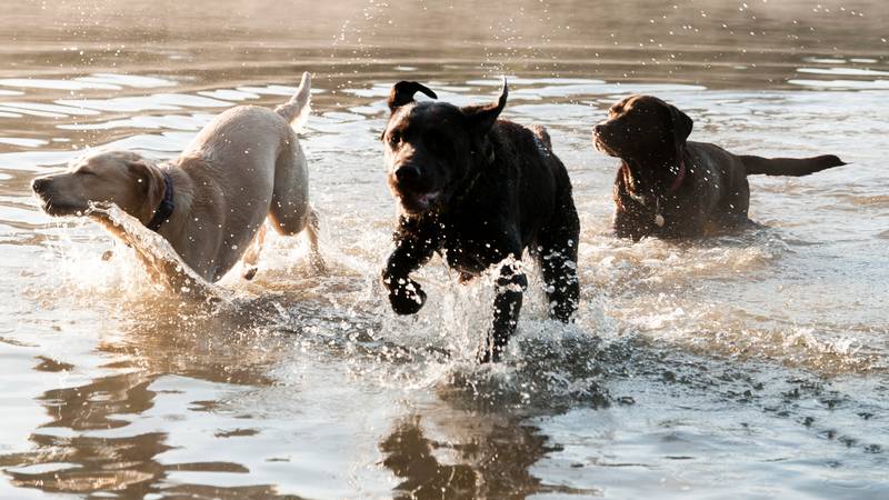 Around 38 hound dogs were seen in the Mississippi chasing a deer.