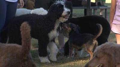 Photos: Playdate held for dogs rescued from Pontotoc County ‘puppy mill’ surrender