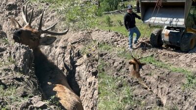 Construction equipment used to rescue elk after it got stuck in a trench