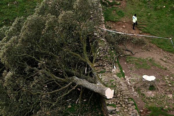 16-year-old arrested after 200-year-old tree growing near Hadrian’s Wall found cut down