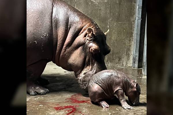 Meet Fritz: Hippo Bibi’s baby, Fiona’s brother is named