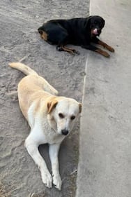 Check out all the photos of your dogs that you sent us on National Dog Day!