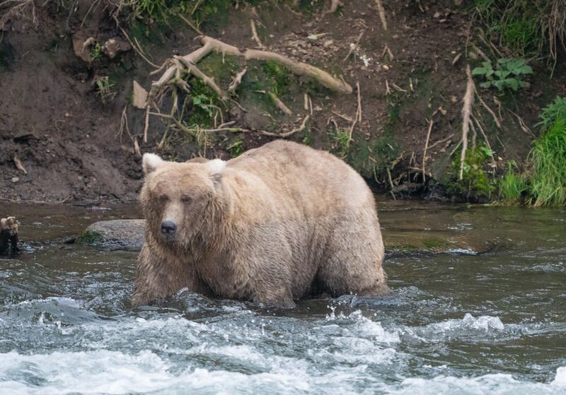 Fat bear week