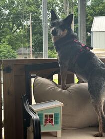 Check out all the photos of your dogs that you sent us on National Dog Day!