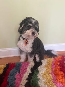 Check out all the photos of your dogs that you sent us on National Dog Day!