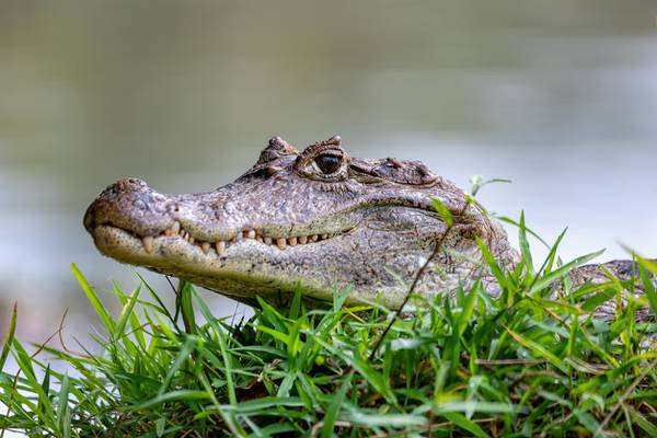 One person killed in an apparent alligator attack in South Carolina